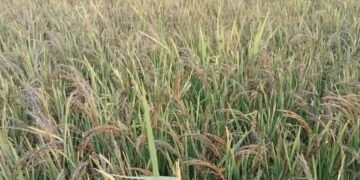 Dhaan ka katora banne ki kahani Jab Chhattisgarh ne Bengal ko bhi peeche chhod diya-Daily Scoop