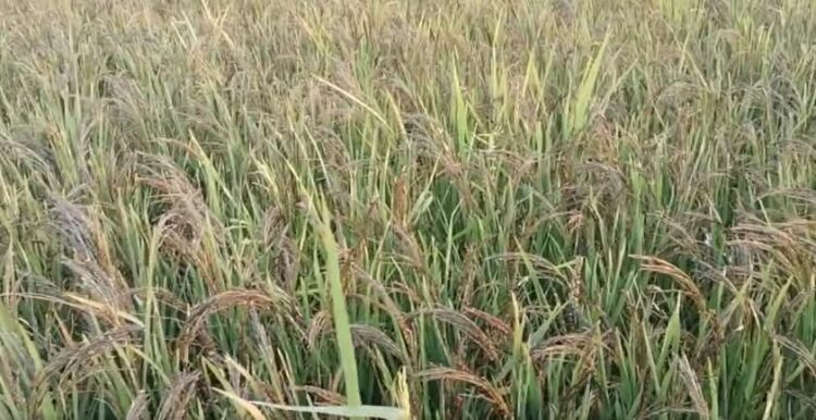 Dhaan ka katora banne ki kahani Jab Chhattisgarh ne Bengal ko bhi peeche chhod diya-Daily Scoop