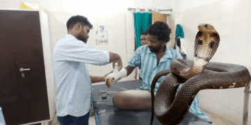 अंधविश्वास को तगड़ा तमाचा, झाड़-फूंक वाले बाबा को स्नेक बाइट हुआ तो भागे अस्पताल, समय पर पहुंचने से बची जान