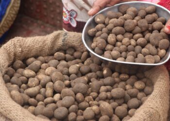 दामों में आग, पुटू का जलवा! ये सब्जी नहीं, समझो सोना है, आखिर क्या है इसका राज?