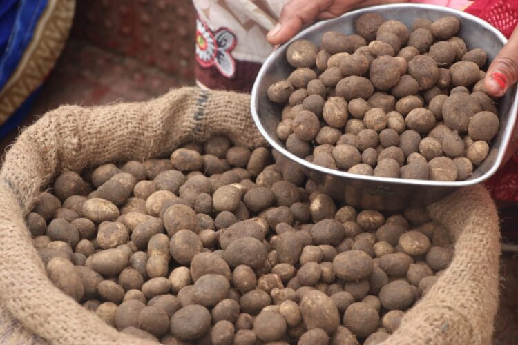 दामों में आग, पुटू का जलवा! ये सब्जी नहीं, समझो सोना है, आखिर क्या है इसका राज?