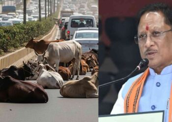 अब सड़कों पर नहीं दिखेंगे गाय-बैल, सीएम ने अफसरों को दिए सख्त