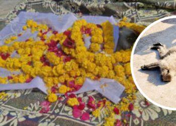 राजगढ़ में बिजली की तार से चिपका बंदर, मौके पर ही मौत, फिर लोगो ने ऐसा अंतिम संस्कार किया सब देखते रह गए