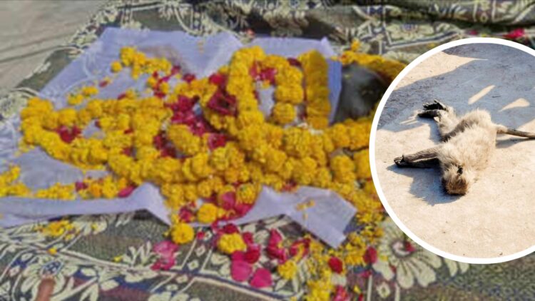 राजगढ़ में बिजली की तार से चिपका बंदर, मौके पर ही मौत, फिर लोगो ने ऐसा अंतिम संस्कार किया सब देखते रह गए