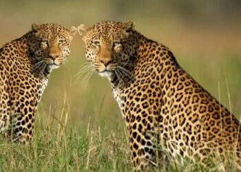 बालाघाट में 9 दिन में दो तेंदुओं की मौत से हड़कंप, वन विभाग के काम पर उठ रहे सवाल