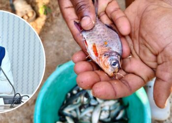 सुकमा के जंगलों में पहुंची विकास की बयार: ‘नियद नेल्लानार’ योजना से मछली पालन बना कमाई का जरिया