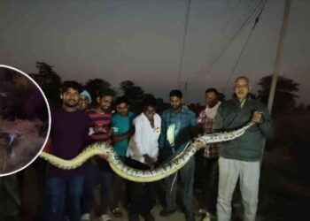 धमतरी में 10 फीट लंबा भारी-भरकम अजगर: रेस्क्यू के लिए बुलानी पड़ी जेसीबी, गांव में मचा हड़कंप