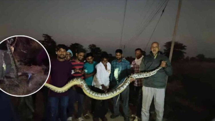 धमतरी में 10 फीट लंबा भारी-भरकम अजगर: रेस्क्यू के लिए बुलानी पड़ी जेसीबी, गांव में मचा हड़कंप